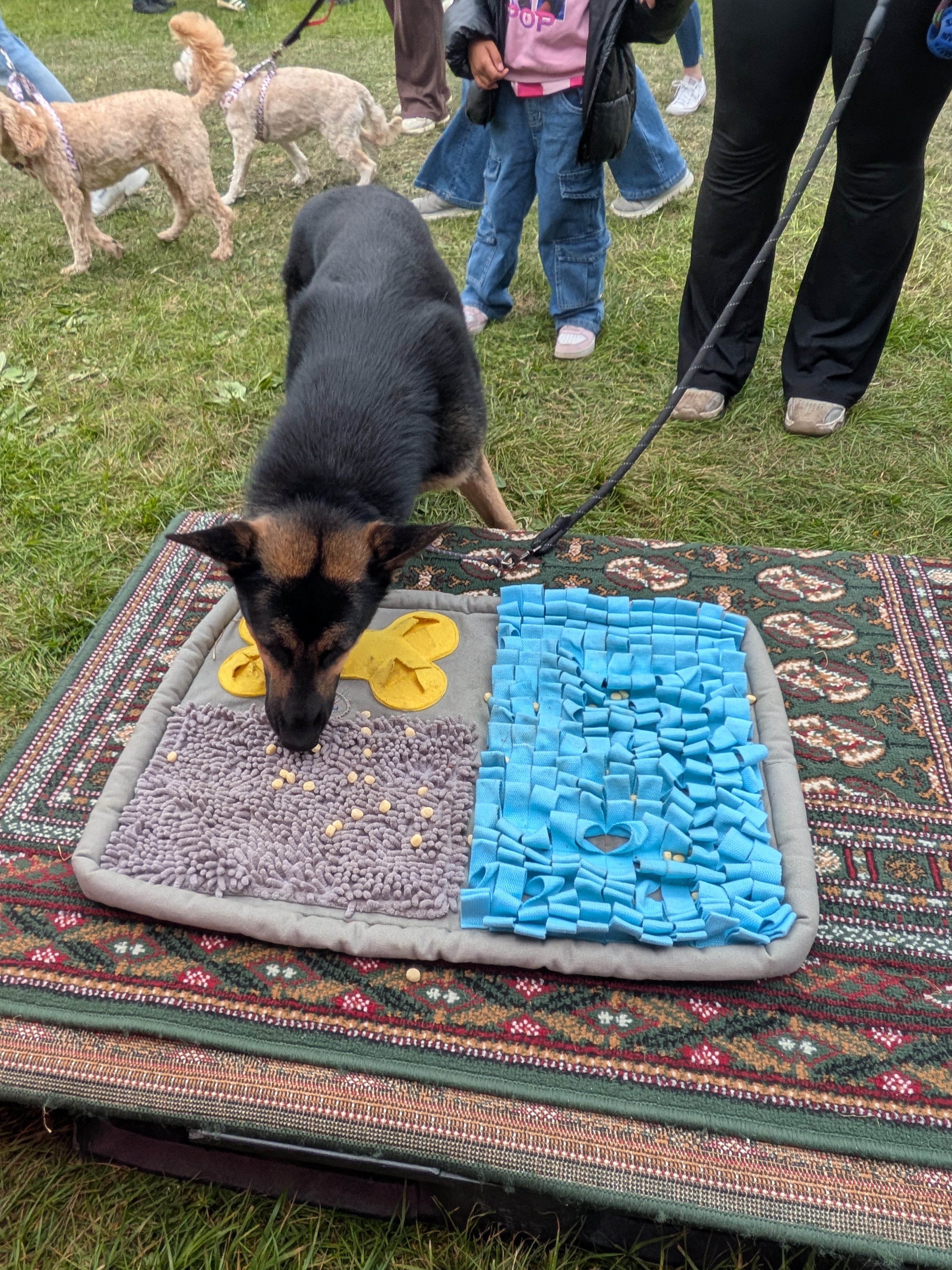 Real dog 33