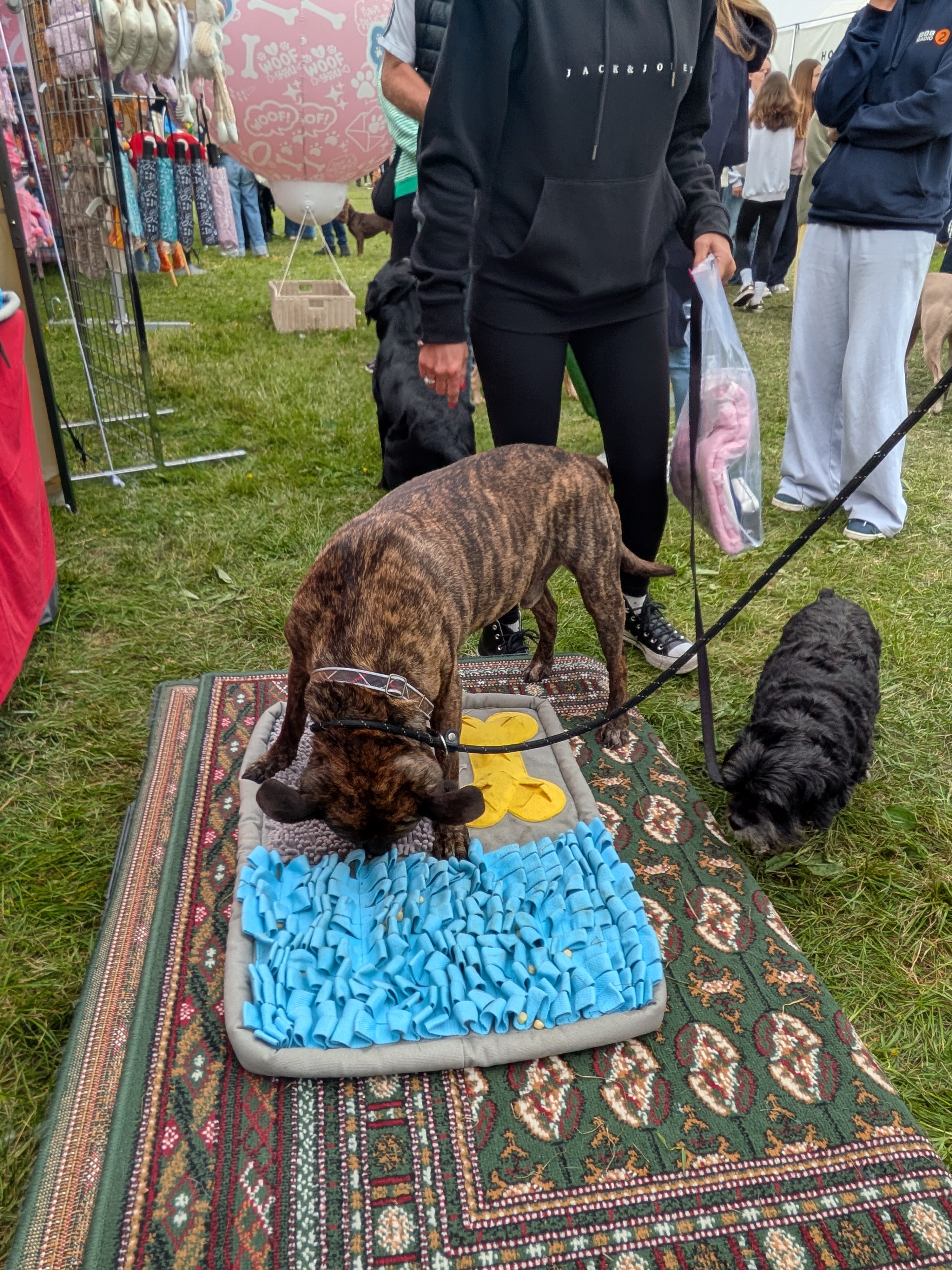 Real dog 34