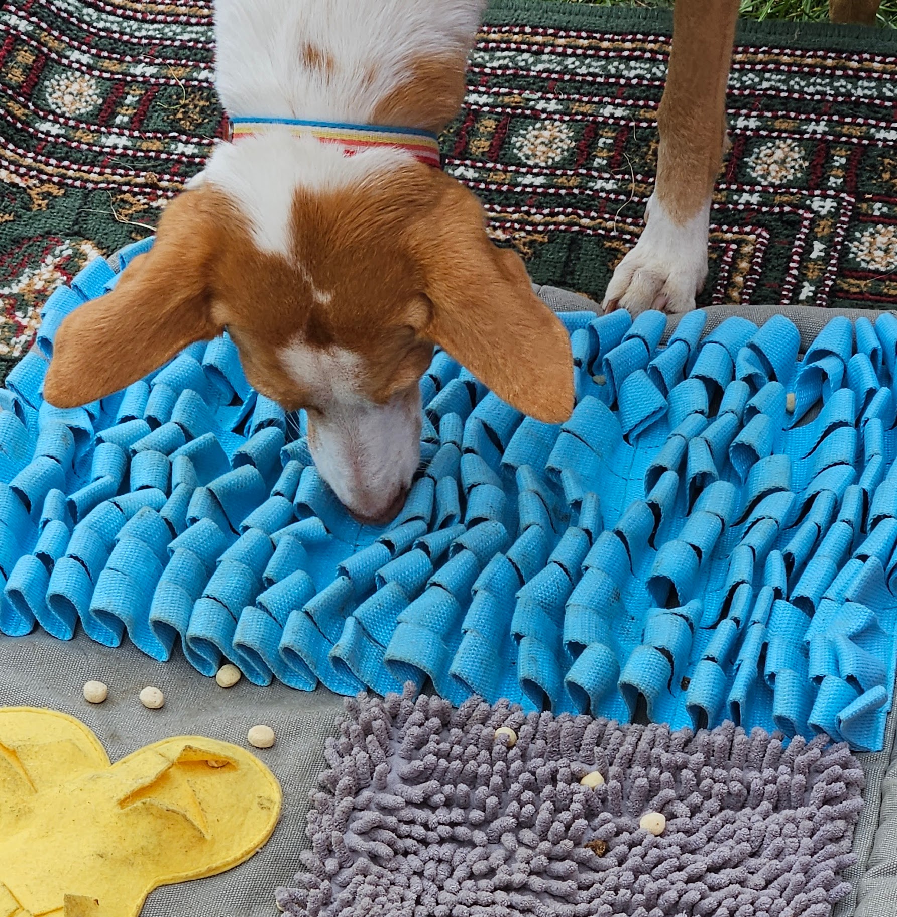All About Dogs Show - Hylands Park, Chelmsford, Essex - 3/4 May 2026