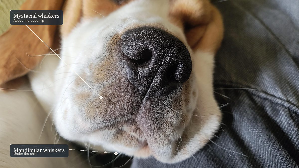 How your dog actually sees, smells, hears, and feels the world