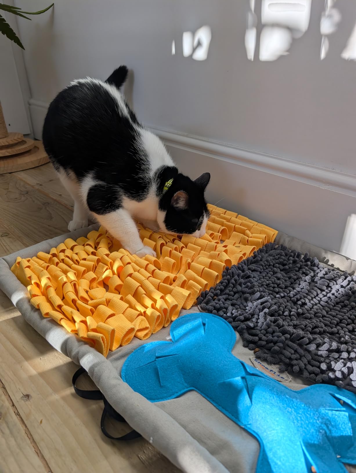 Stanley the cat! Enjoying the mat