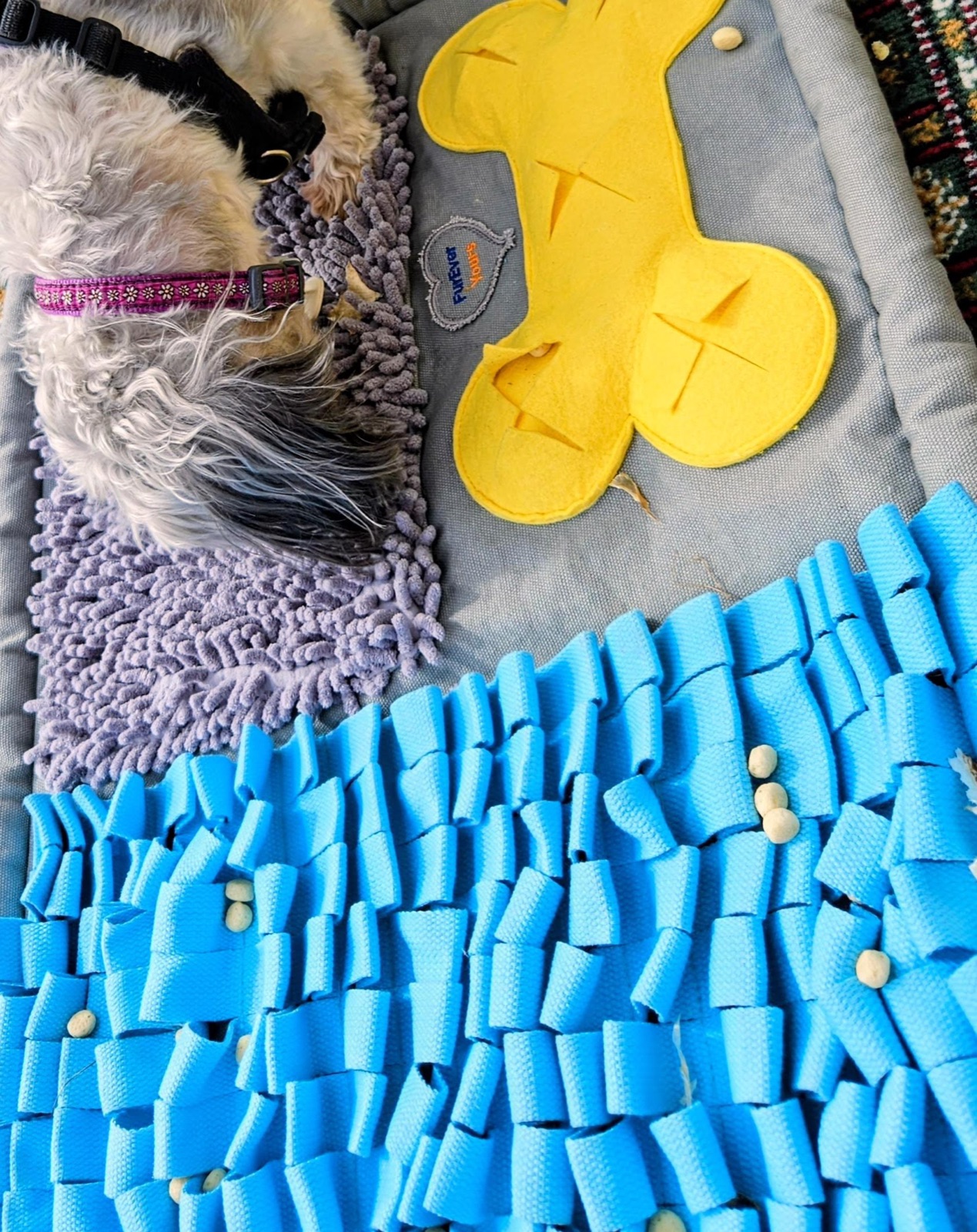 Real dog 2