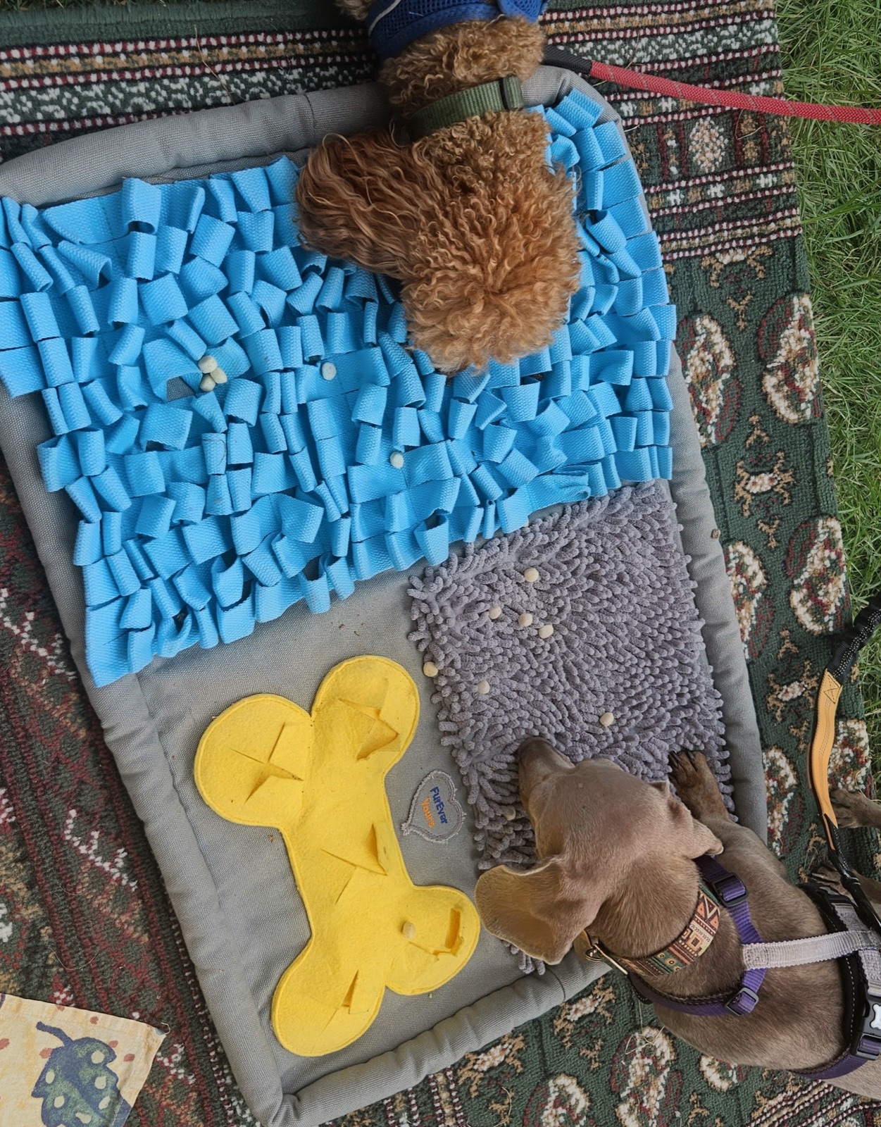 Real dog 4