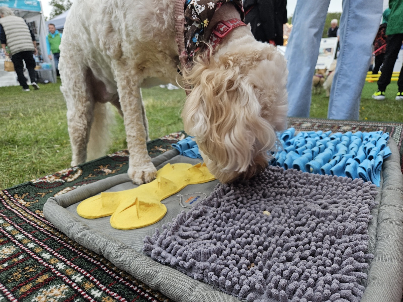 Real dog 6