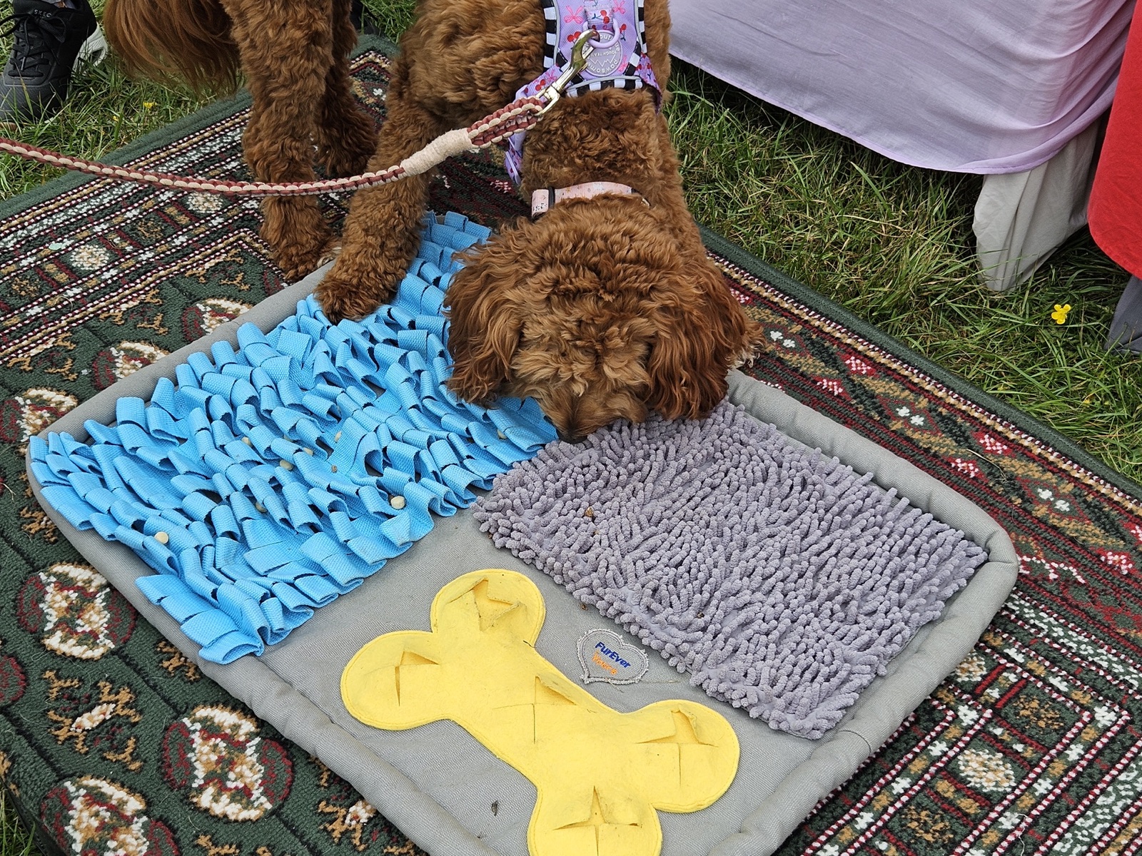 Real dog 7