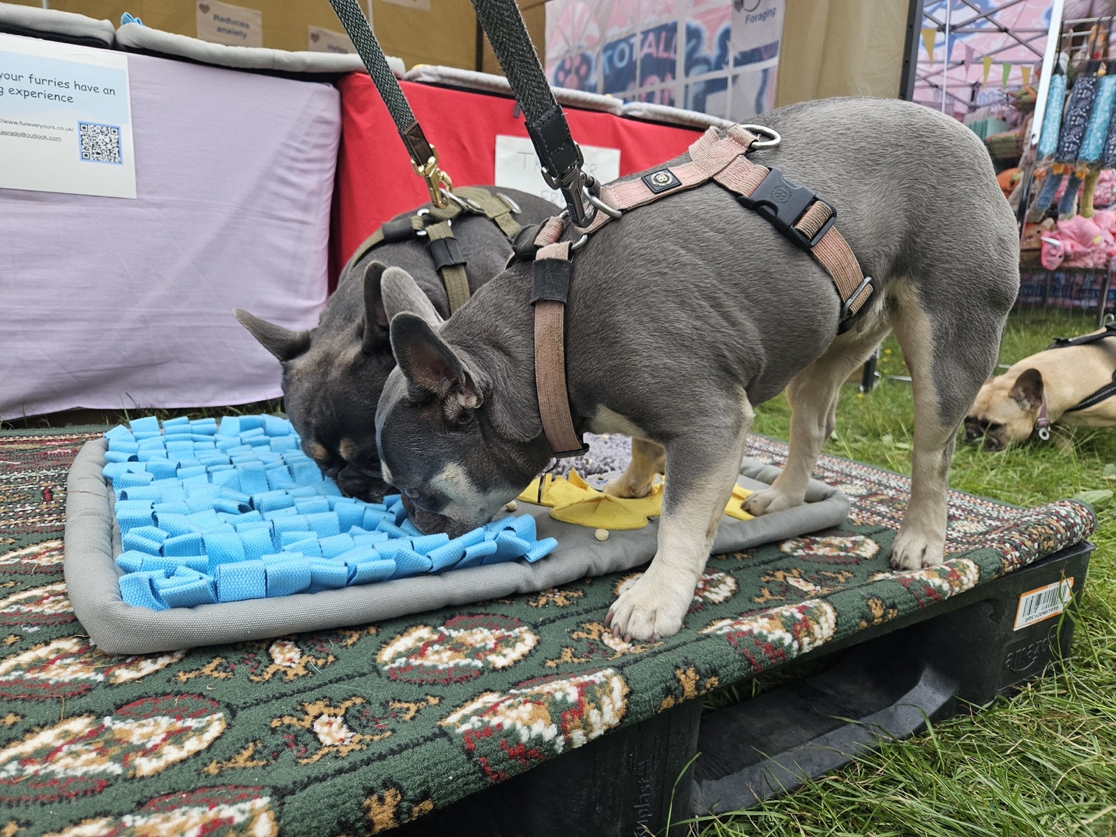 Real dog 11