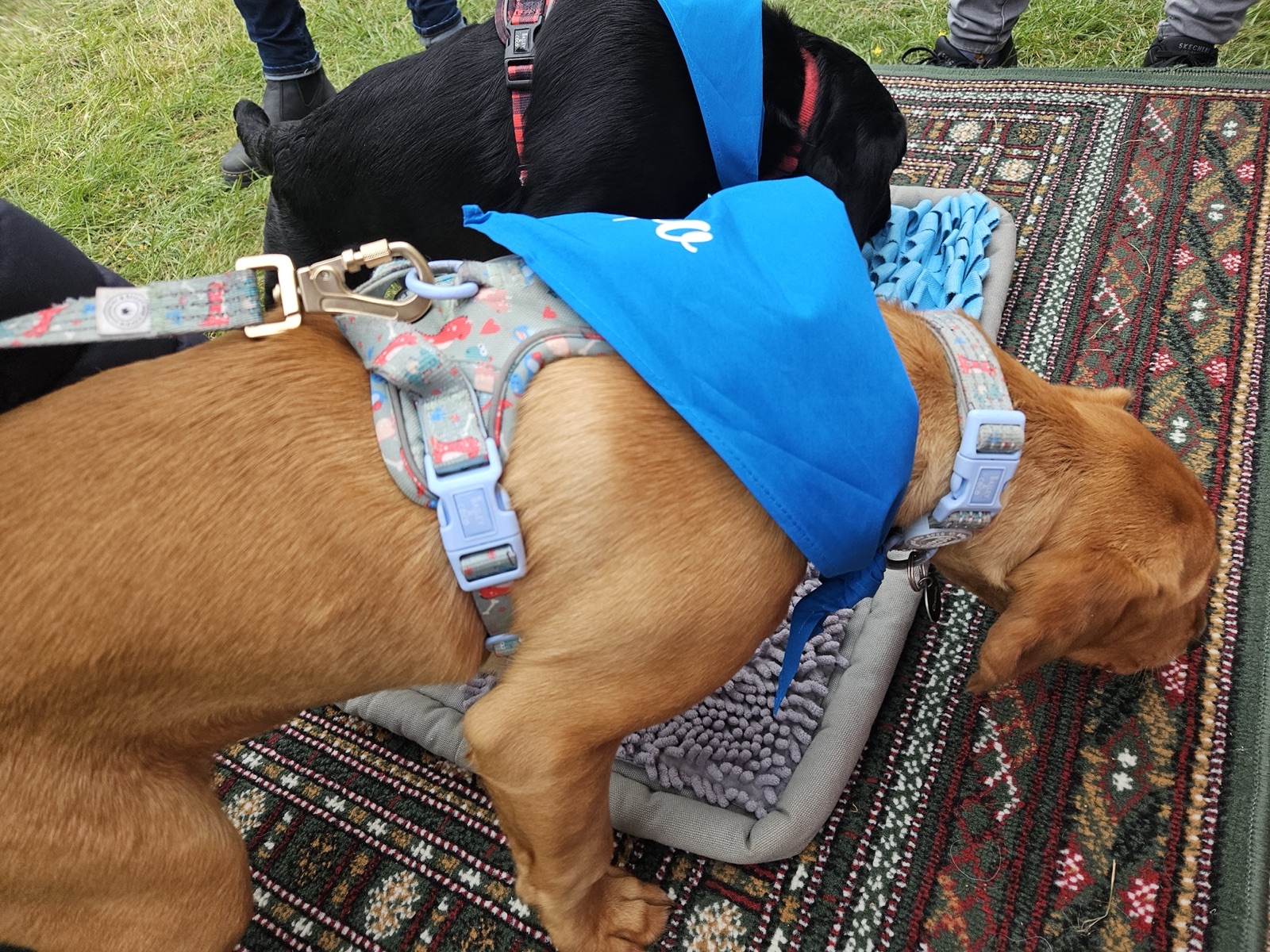 Real dog 14