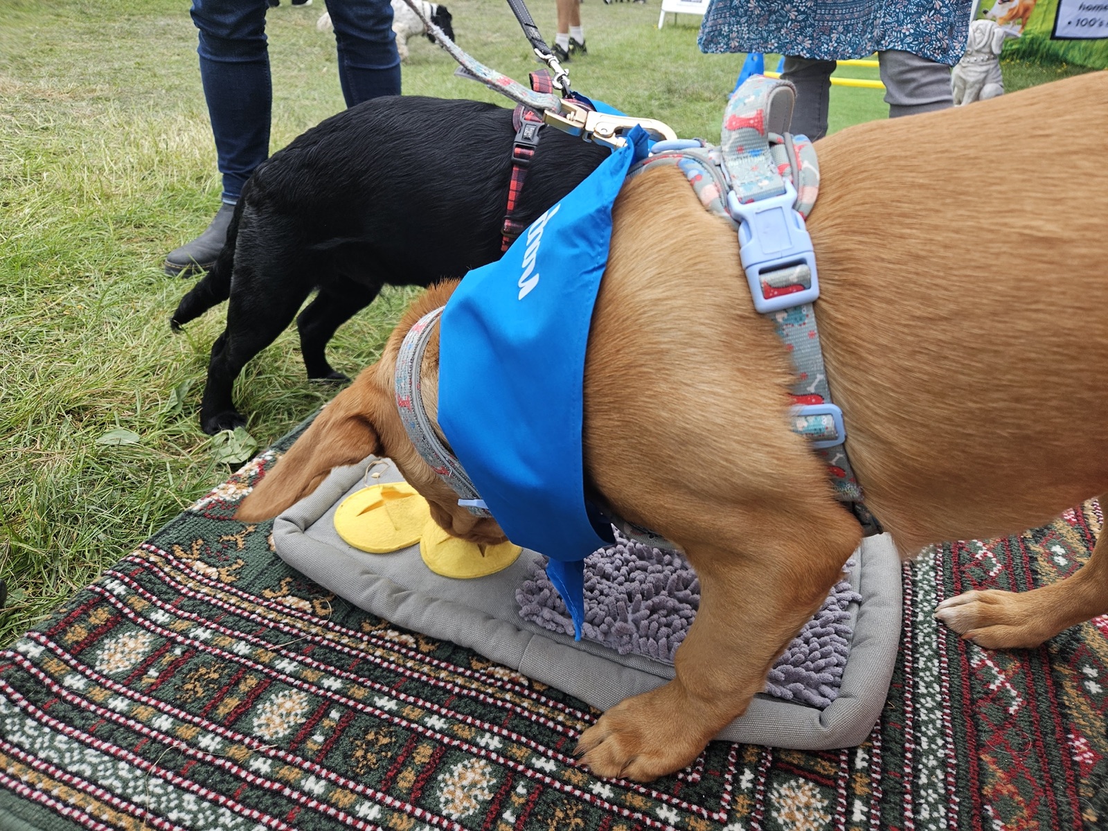 Real dog 15