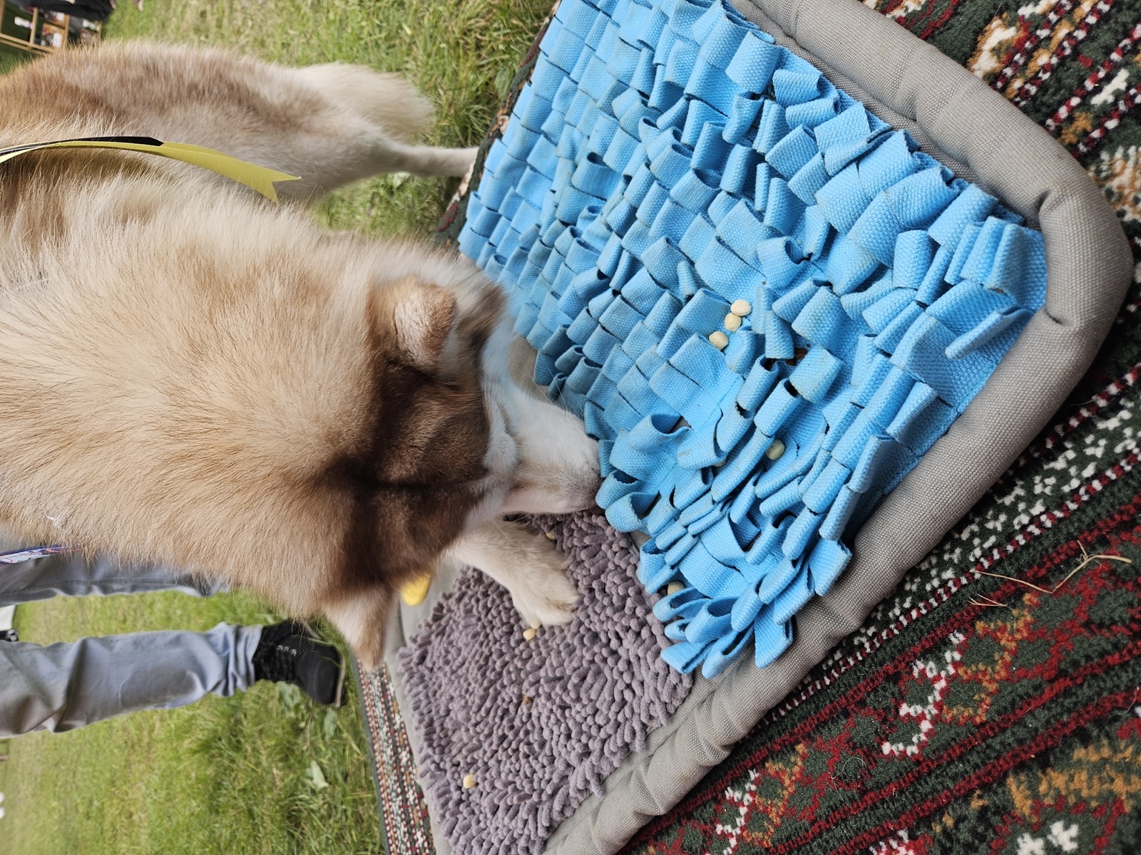 Real dog 23