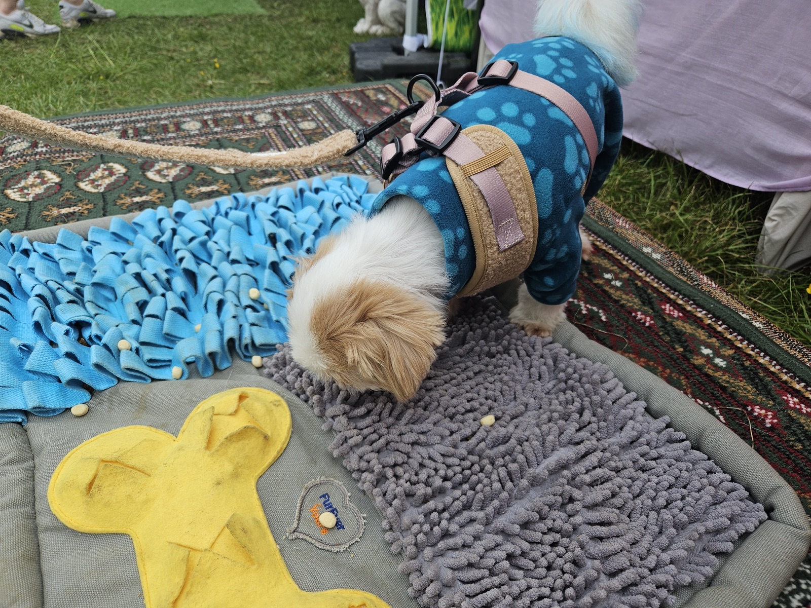 Real dog 25