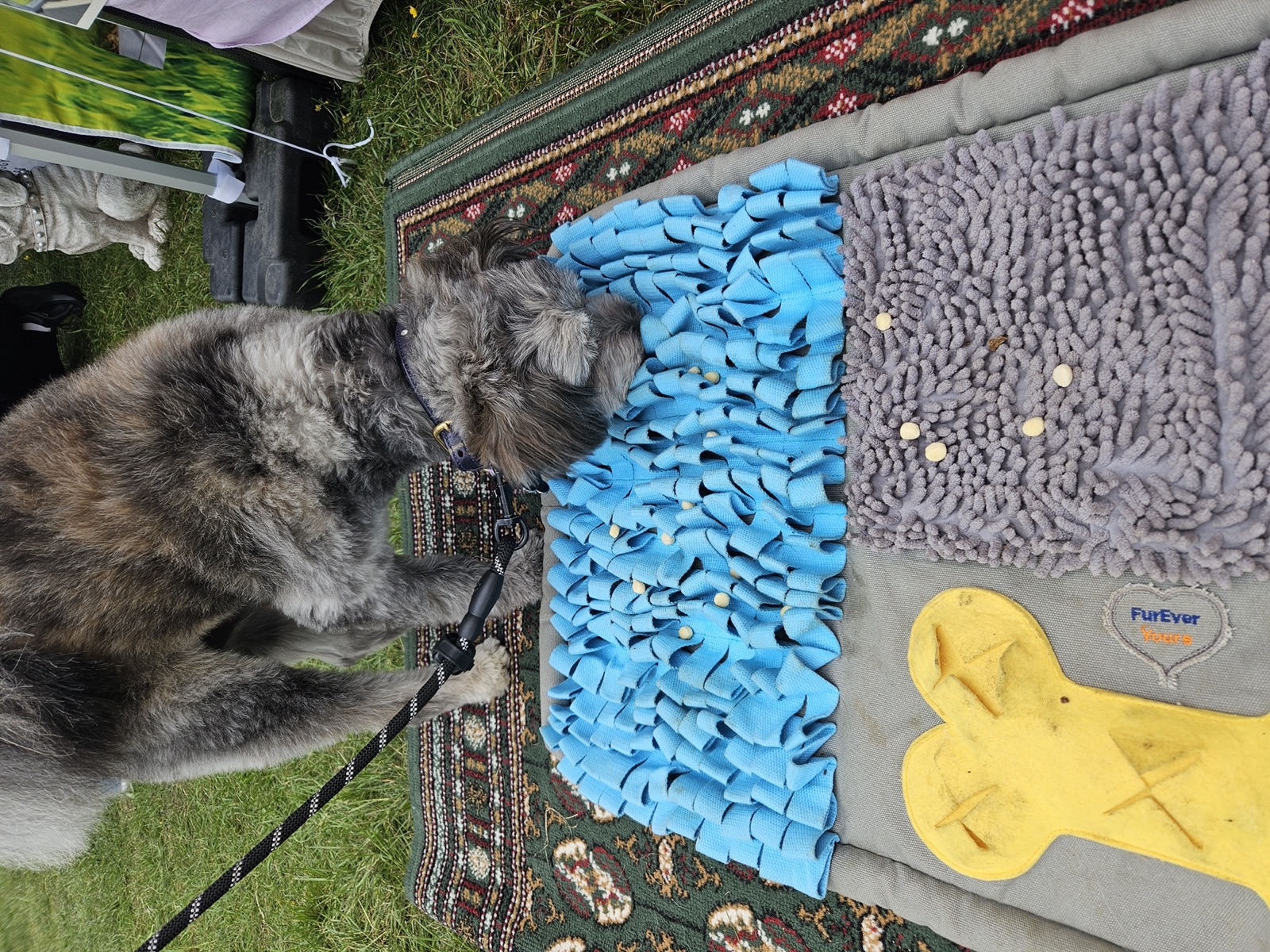 Real dog 27